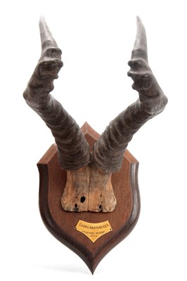 Lot 471 - AN EARLY 20th CENTURY ROLAND WARD TAXIDERMY...