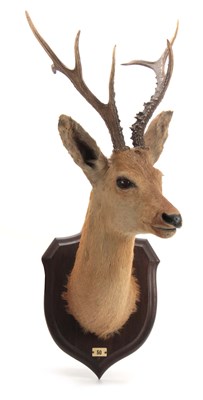 Lot 473 - AN EARLY 20th CENTURY ROLAND WARD TAXIDERMY...