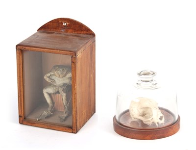 Lot 474 - A LATE 19TH CENTURY TAXIDERMY TOAD modelled as...