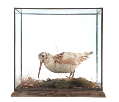 Lot 475 - A LATE 19TH CENTURY CASED TAXIDERMY WOODCOCK...