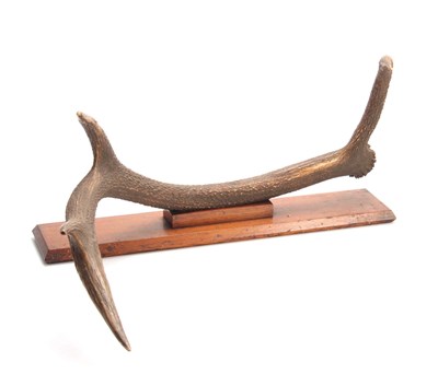 Lot 476 - AN EARLY 20th CENTURY ROWLAND WARD TAXIDERMY...
