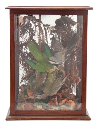 Lot 482 - A LATE 19th CENTURY CASED TAXIDERMY DISPLAY of...
