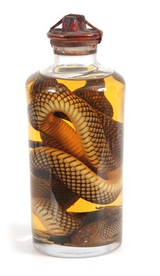 Lot 754 - A 19th CENTURY PRESERVED SNAKE IN SEALED JAR...