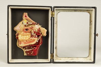 Lot 606 - A LATE 19TH CENTURY GERMAN ANATOMICAL WAX MODEL OF A HEAD