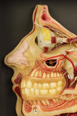 Lot 606 - A LATE 19TH CENTURY GERMAN ANATOMICAL WAX MODEL OF A HEAD