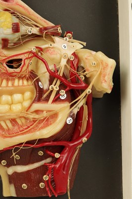 Lot 606 - A LATE 19TH CENTURY GERMAN ANATOMICAL WAX MODEL OF A HEAD