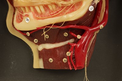Lot 606 - A LATE 19TH CENTURY GERMAN ANATOMICAL WAX MODEL OF A HEAD