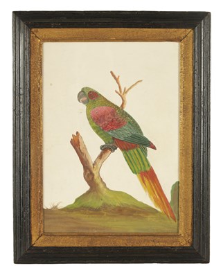 Lot 632 - A GEORGIAN EMBOSSED PAPERWORK BIRD PORTRAIT OF A PARROT IN THE MANNER OF SAMUEL DIXON