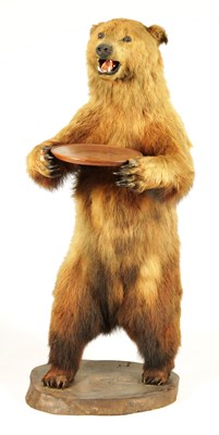 Lot 514 - A LARGE LIFE SIZE LATE 19TH CENTURY TAXIDERMY BROWN BEAR ON MAHOGANY BASE