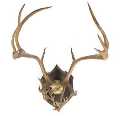 Lot 652 - AN EARLY 20TH CENTURY PAIR OF ROWLAND WARD MOUNTED NORWEGIAN STAG HORN ANTLERS