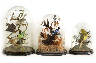 Lot 654 - A COLLECTION OF THREE GRADUATED TAXIDERMIC SINGING BIRDS