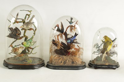 Lot 654 - A COLLECTION OF THREE GRADUATED TAXIDERMIC SINGING BIRDS