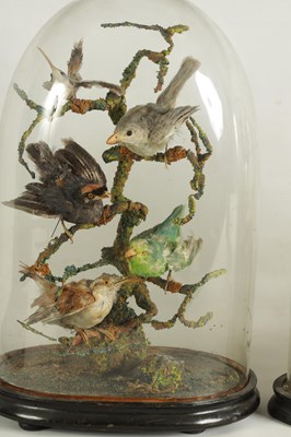 Lot 654 - A COLLECTION OF THREE GRADUATED TAXIDERMIC SINGING BIRDS
