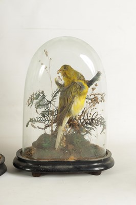 Lot 654 - A COLLECTION OF THREE GRADUATED TAXIDERMIC SINGING BIRDS