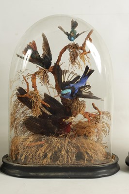 Lot 654 - A COLLECTION OF THREE GRADUATED TAXIDERMIC SINGING BIRDS