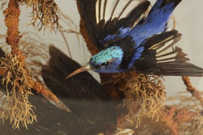 Lot 654 - A COLLECTION OF THREE GRADUATED TAXIDERMIC SINGING BIRDS