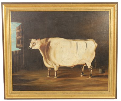 Lot 697 - 19TH CENTURY BRITISH SCHOOL OIL ON CANVAS - PORTRAIT OF A PRIZE BULL