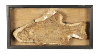 Lot 966 - A LARGE FOSSIL OF THE EXTICT BRANNERION FISH WHICH LIVED IN THE EARLY CRETACEOUS PERIOD