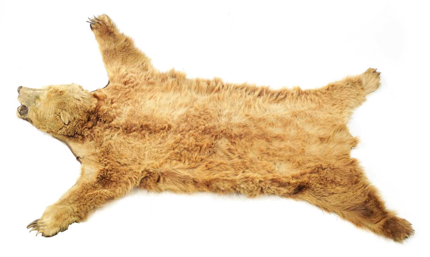 Lot 988 - A 19TH CENTURY TAXIDERMY BLONDE BEAR SKIN RUG