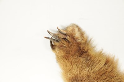 Lot 988 - A 19TH CENTURY TAXIDERMY BLONDE BEAR SKIN RUG