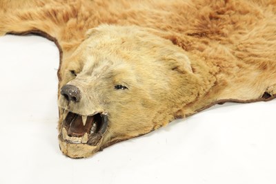 Lot 988 - A 19TH CENTURY TAXIDERMY BLONDE BEAR SKIN RUG