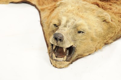 Lot 988 - A 19TH CENTURY TAXIDERMY BLONDE BEAR SKIN RUG