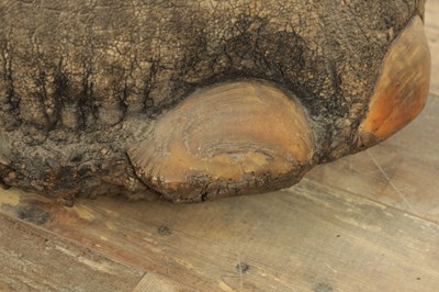 Lot 801 - A LARGE LATE 19TH CENTURY TAXIDERMY ELEPHANT FOOTSTOOL