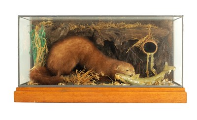 Lot 805 - AN EARLY TO MID 20TH CENTURY CASED TAXIDERMIC MINK AND FISH ARRANGEMENT