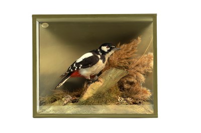 Lot 704 - A 19TH CENTURY CASED TAXIDERMY GREAT SPOTTED WOODPECKER