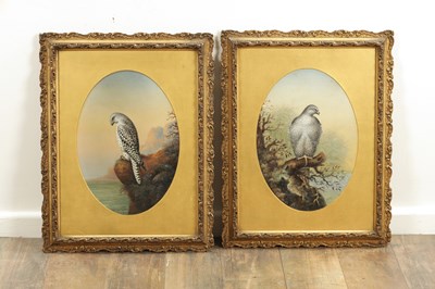 Lot 1052 - JOHN DUNCAN. A PAIR OF ORNITHOLOGICAL OVAL OILS ON CANVAS