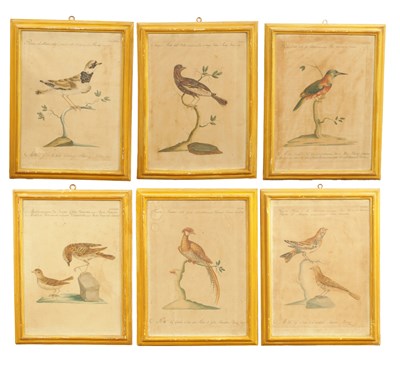 Lot 1070 - A FRAMED SET OF SIX 18TH CENTURY ITALIAN ORNITHOLOGICAL WATERCOLOURS