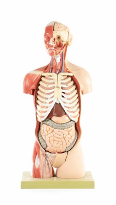 Lot 759 - A SOMSO PLASTER ANATOMICAL FIGURE OF A MAN