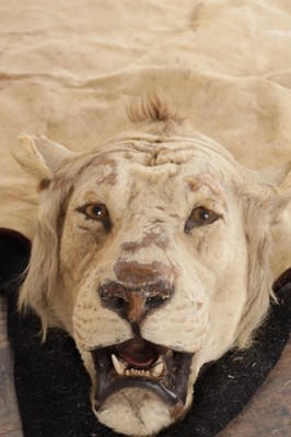 Lot 586 - AN EARLY 20TH CENTURY TAXIDERMY YOUNG MALE LION RUG