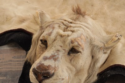 Lot 586 - AN EARLY 20TH CENTURY TAXIDERMY YOUNG MALE LION RUG