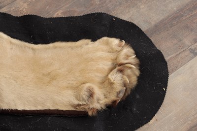 Lot 586 - AN EARLY 20TH CENTURY TAXIDERMY YOUNG MALE LION RUG