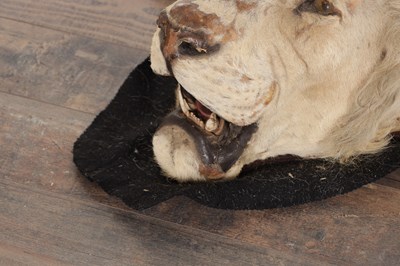 Lot 586 - AN EARLY 20TH CENTURY TAXIDERMY YOUNG MALE LION RUG