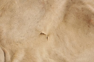 Lot 586 - AN EARLY 20TH CENTURY TAXIDERMY YOUNG MALE LION RUG