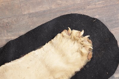Lot 586 - AN EARLY 20TH CENTURY TAXIDERMY YOUNG MALE LION RUG