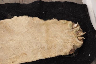 Lot 586 - AN EARLY 20TH CENTURY TAXIDERMY YOUNG MALE LION RUG