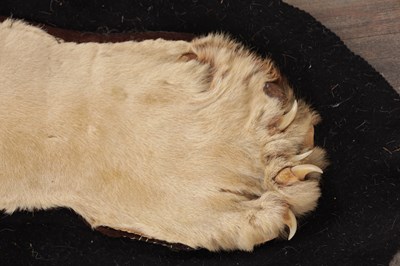 Lot 586 - AN EARLY 20TH CENTURY TAXIDERMY YOUNG MALE LION RUG