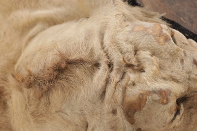 Lot 586 - AN EARLY 20TH CENTURY TAXIDERMY YOUNG MALE LION RUG