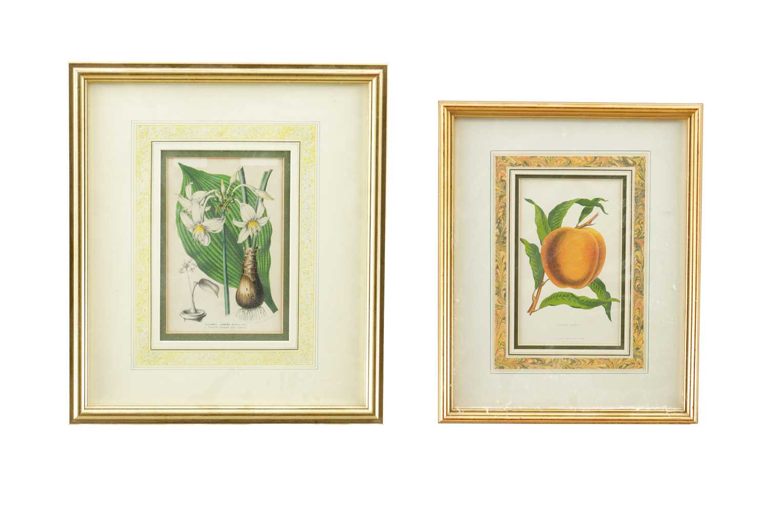 Lot 566 - TWO LATE 19TH CENTURY BOTANICAL PRINTS