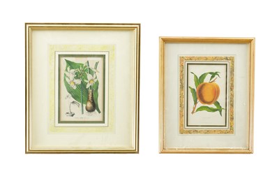 Lot 566 - TWO LATE 19TH CENTURY BOTANICAL PRINTS