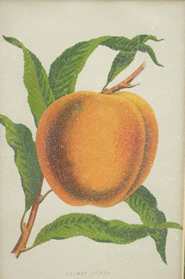 Lot 566 - TWO LATE 19TH CENTURY BOTANICAL PRINTS