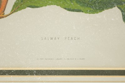 Lot 566 - TWO LATE 19TH CENTURY BOTANICAL PRINTS