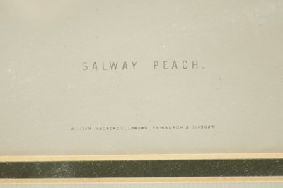 Lot 566 - TWO LATE 19TH CENTURY BOTANICAL PRINTS
