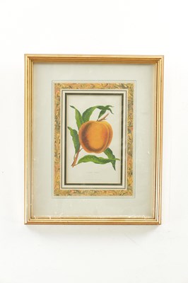 Lot 566 - TWO LATE 19TH CENTURY BOTANICAL PRINTS