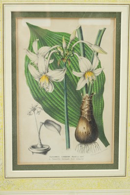 Lot 566 - TWO LATE 19TH CENTURY BOTANICAL PRINTS