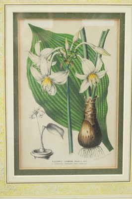 Lot 566 - TWO LATE 19TH CENTURY BOTANICAL PRINTS