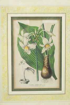 Lot 566 - TWO LATE 19TH CENTURY BOTANICAL PRINTS